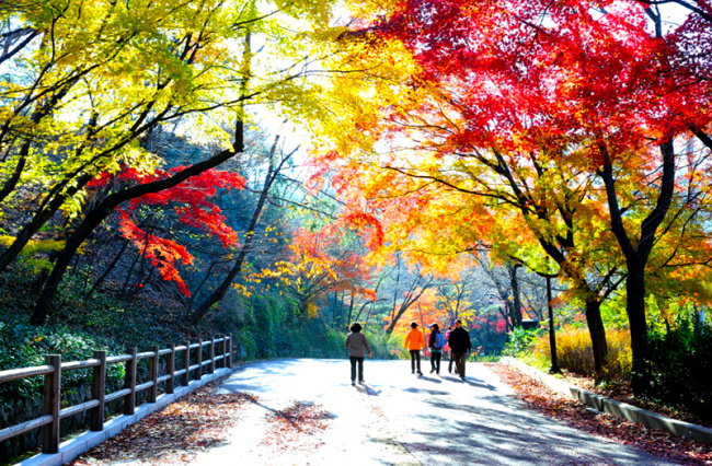 ngắm nhìn vẻ đẹp của trái tim thủ đô seoul - công viên namsan