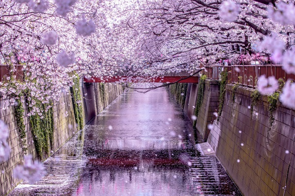 Top 8 địa điểm ngắm hoa anh đào đẹp nhất Nhật Bản