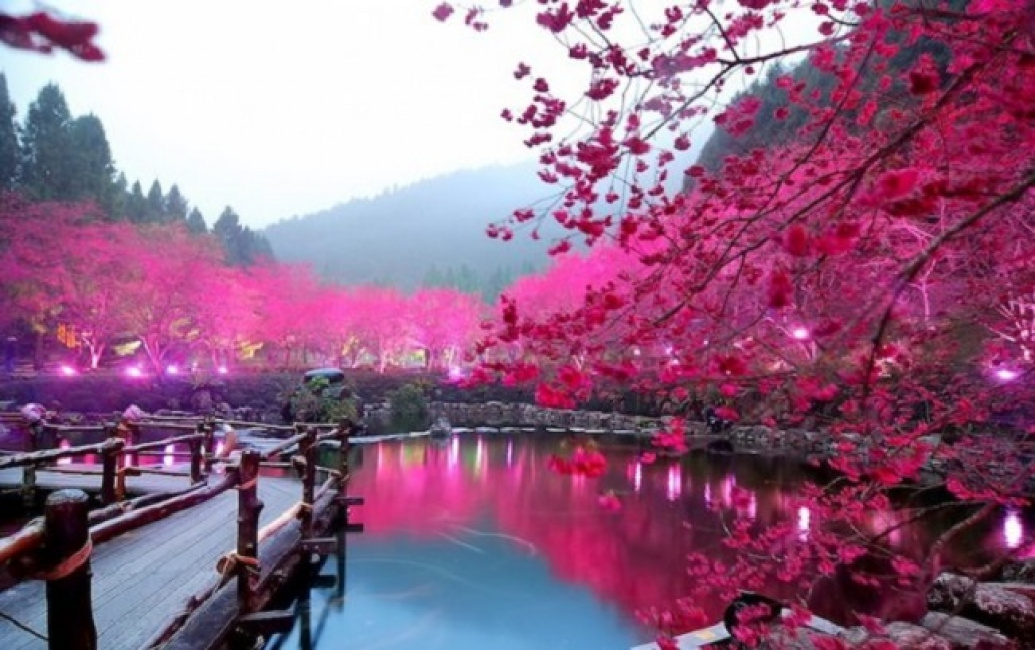 Ngắm nhìn vẻ đẹp Đài Loan vào mùa hoa anh đào