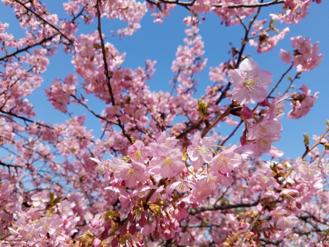 Khám phá vẻ đẹp Hyogo mùa hoa anh đào