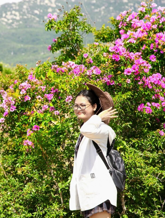 flower lagerstroemia, ninh thuan destination, summer travel, purple mausoleum season in ninh thuan and the best viewing spots