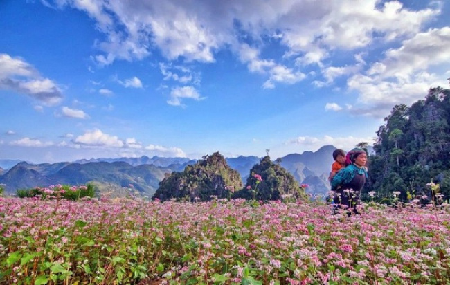 ăn chơi hà giang, kinh nghiệm checkin hoa tam giác mạch hà giang cho người mới