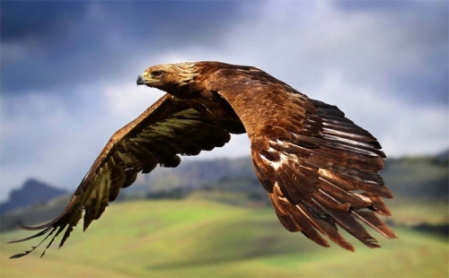 15 loài chim đại bàng lớn nhất trên thế giới