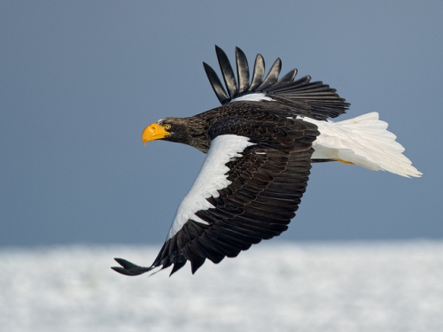 15 loài chim đại bàng lớn nhất trên thế giới