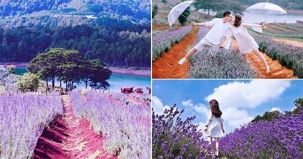 Đường đến 2 cánh đồng hoa Lavender Đà Lạt mới, view siêu đẹp