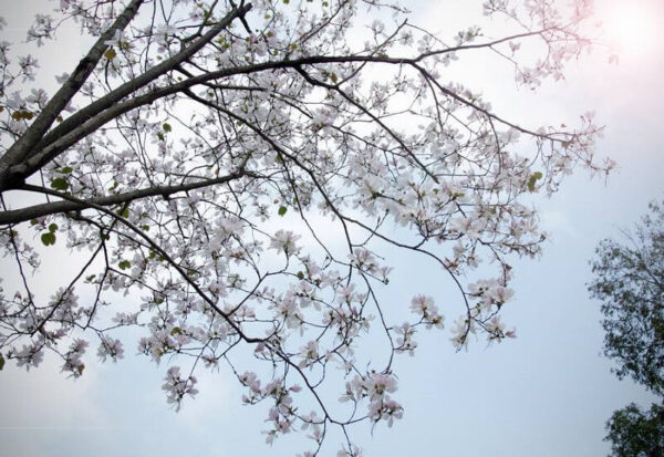du lịch đà lạt tháng 4: mùa của những loài hoa đẹp ven đường