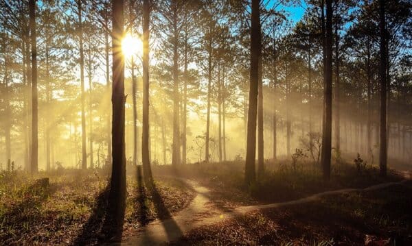 10 rừng thông đà lạt đẹp hoang sơ ‘sống ảo’ cực chất