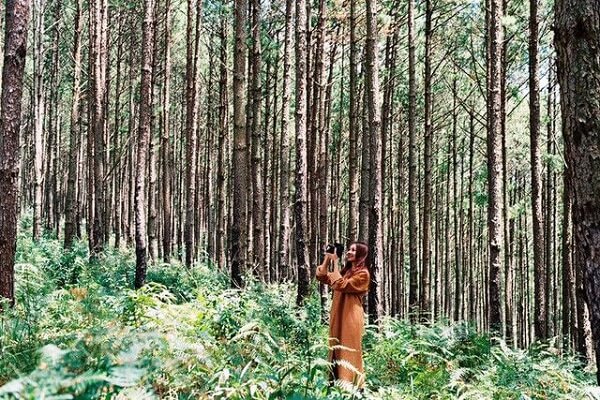 10 rừng thông đà lạt đẹp hoang sơ ‘sống ảo’ cực chất