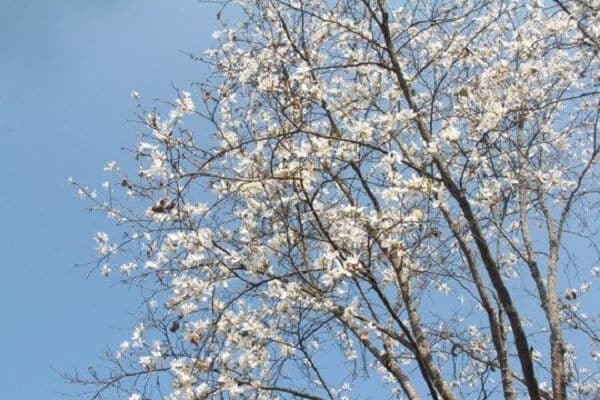 hoa ban trắng đà lạt: bông hoa tuyết trắng đẹp nên thơ