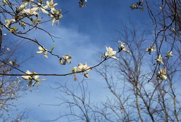 hoa ban trắng đà lạt: bông hoa tuyết trắng đẹp nên thơ