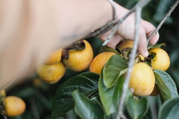 ngắm mùa hồng chín đà lạt trên đồi chè cầu đất “sướng mắt”