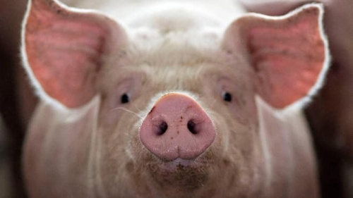 10 thông tin quan trọng nhất về lợn nhà