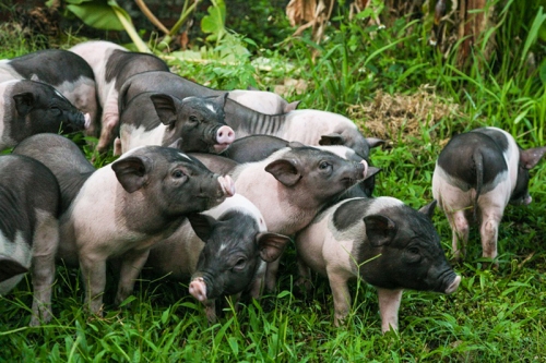 10 thông tin quan trọng nhất về lợn nhà