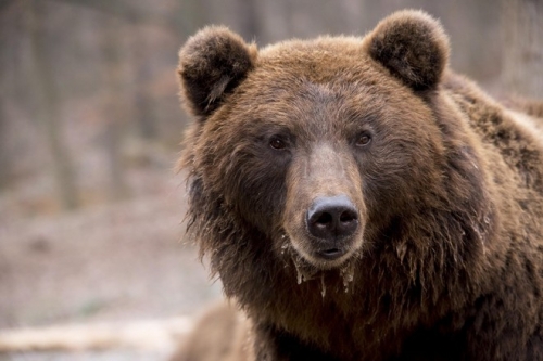11 Sự thật thú vị nhất về loài gấu nâu