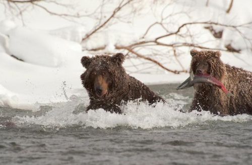 11 sự thật thú vị nhất về loài gấu nâu
