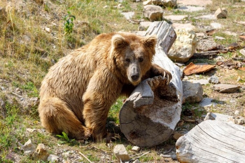 11 sự thật thú vị nhất về loài gấu nâu