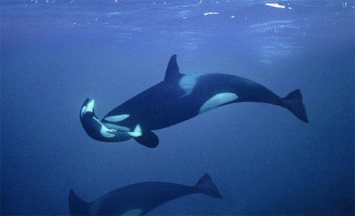 12 Sự thật thú vị nhất về cá voi sát thủ