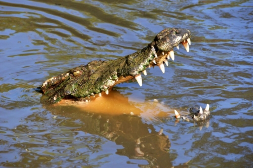 10 Loài cá sấu lớn nhất thế giới