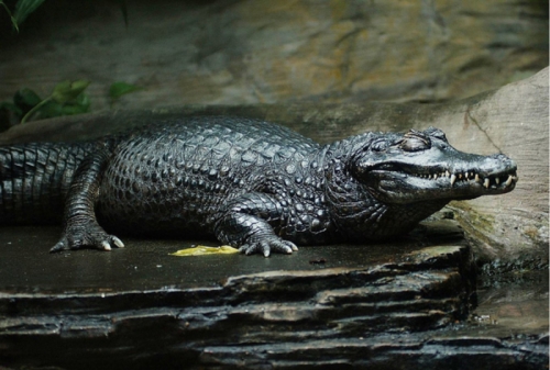amazon,  10 loài cá sấu lớn nhất thế giới