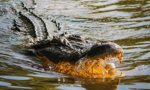 amazon,  10 loài cá sấu lớn nhất thế giới
