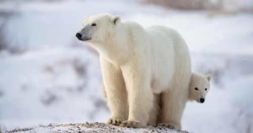 12 thông tin hữu ích cần biết về loài gấu trắng bắc cực