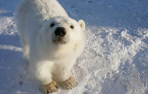 12 thông tin hữu ích cần biết về loài gấu trắng bắc cực