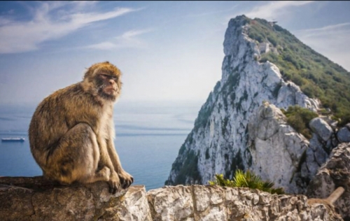 amazon,  14 sự thật thú vị nhất về loài khỉ