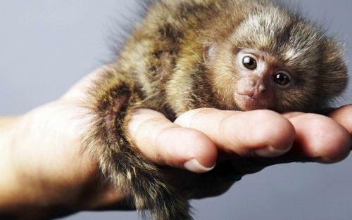 amazon,  14 sự thật thú vị nhất về loài khỉ