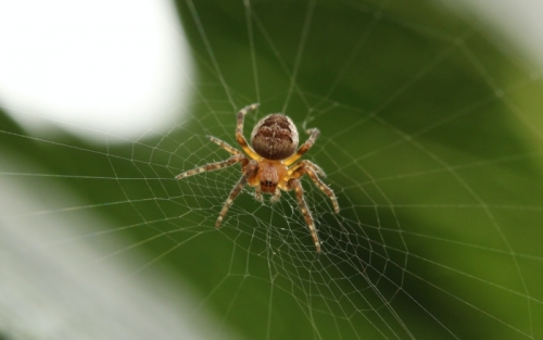 14 sự thật thú vị nhất về loài nhện