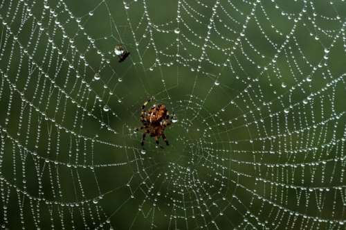 14 sự thật thú vị nhất về loài nhện