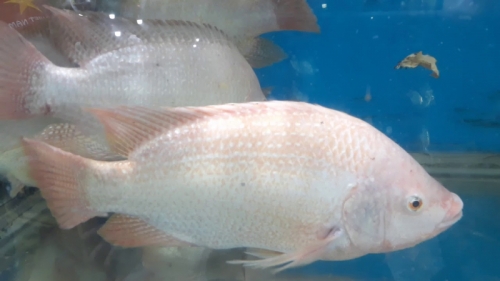 10 thông tin thú vị nhất về loài cá diêu hồng