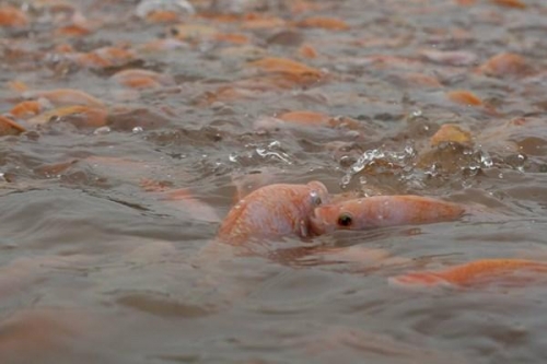 10 thông tin thú vị nhất về loài cá diêu hồng