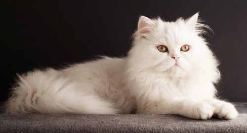 15 sự thật thú vị nhất về loài mèo