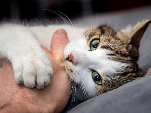 15 sự thật thú vị nhất về loài mèo