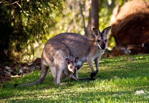 11 sự thật thú vị nhất về loài kangaroo
