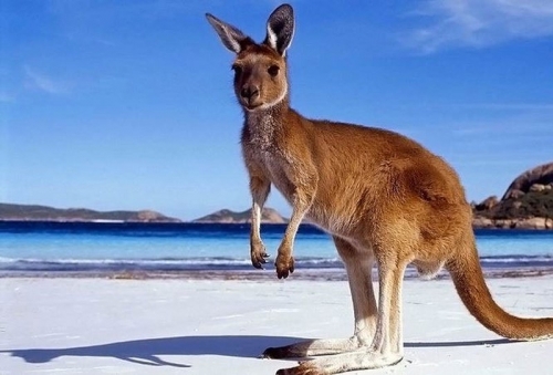 11 sự thật thú vị nhất về loài kangaroo