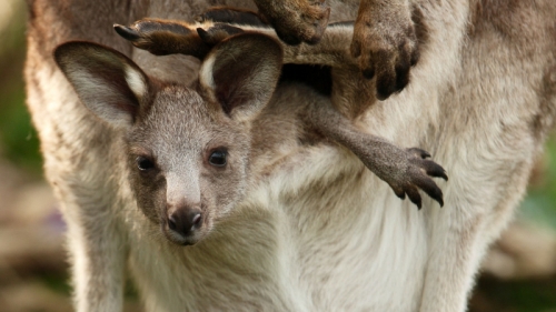 11 sự thật thú vị nhất về loài kangaroo