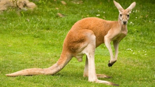 11 sự thật thú vị nhất về loài kangaroo