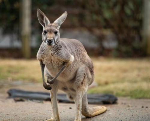 11 sự thật thú vị nhất về loài kangaroo