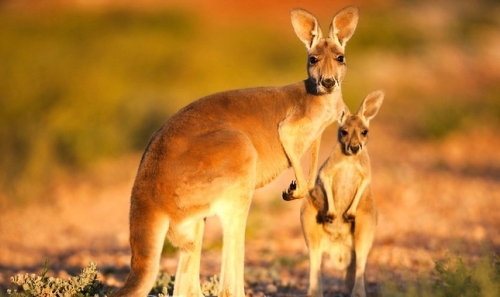 11 sự thật thú vị nhất về loài kangaroo