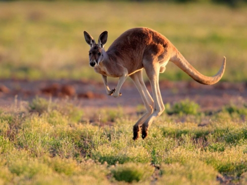 11 sự thật thú vị nhất về loài kangaroo