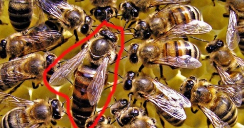 10 Thông tin hữu ích cần biết về ong chúa