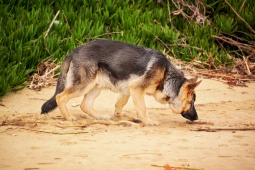 12 thông tin thú vị nhất về loài chó becgie