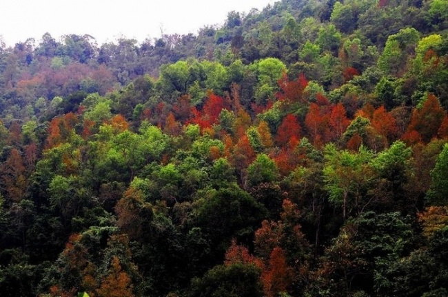 Tìm kiếm những rừng phong đỏ đậm chất Châu Âu ở Việt Nam