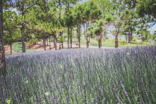 Xuất hiện cánh đồng hoa Lavender Đà Lạt đẹp mê hồn khiến giới trẻ liêu xiêu