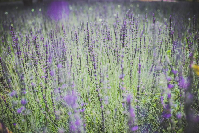 xuất hiện cánh đồng hoa lavender đà lạt đẹp mê hồn khiến giới trẻ liêu xiêu