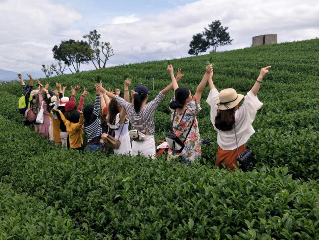 long đỉnh tea - “ốc đảo chè” xanh mướt khi du lịch đà lạt