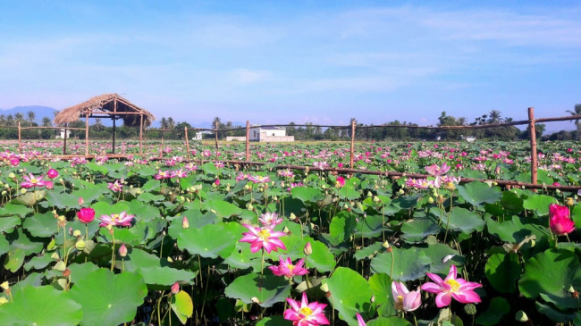 Du lịch Nha Trang nhớ thăm làng sen Phước Đồng