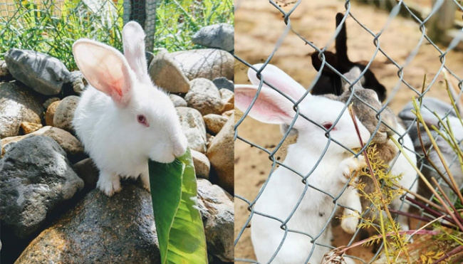 Dalat Bunny Hill – Nông Trại Dành Cho Những “tín đồ” Yêu Thú Cưng