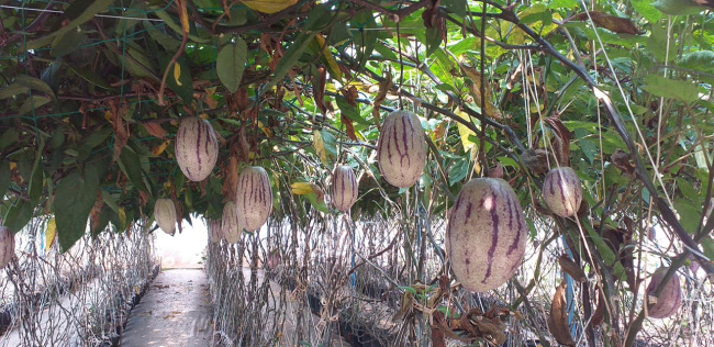 Du lịch Đà Lạt - tham quan vườn hoa quả độc đáo Định Farm